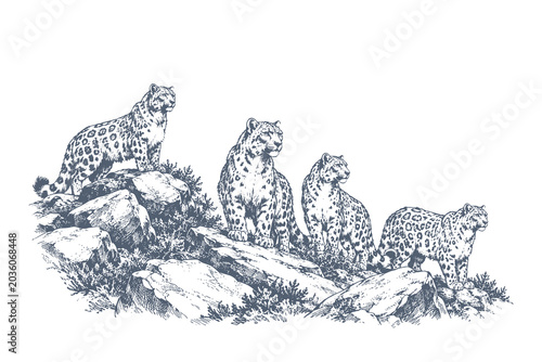 Canvas Print Vintage leopard engraving style vector illustration featuring spotted wild cats
