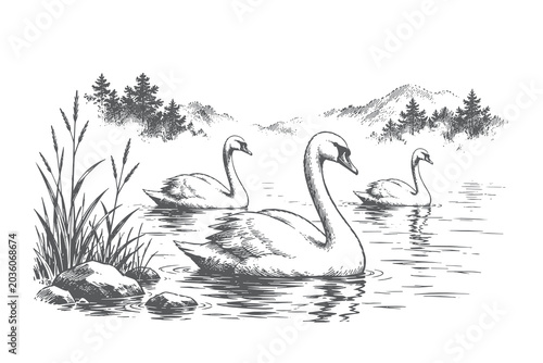 Billede på lærred Detailed engraving style vector illustration of graceful swans swimming across t