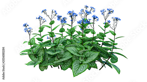 Bilde på lerret Blue flowering plant with green textured leaves on transparent background