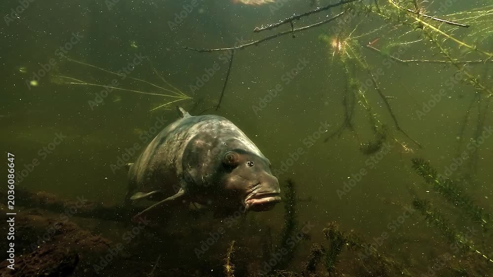 Rotating Carp Common carp - Cyprinus carpio - approaches in close view before ...