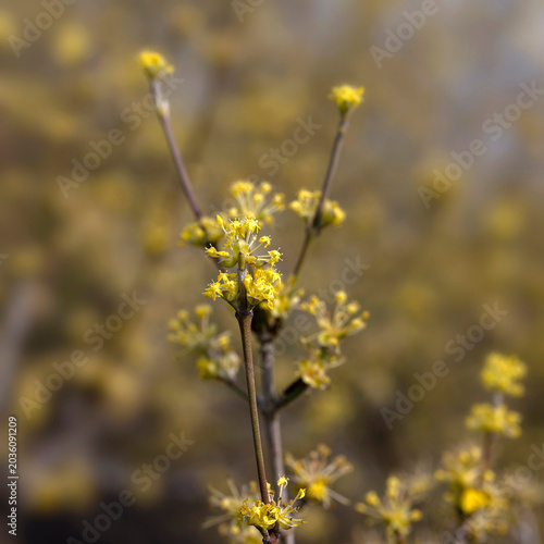 Closeup of flowers of Cornus officinalis in a garden in spring with diffused background