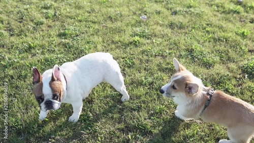 Playful pembroke welsh corgi puppy walking outdoors with pug on green grass. Trendy royal pet enjoying nature and lifestyle moments.