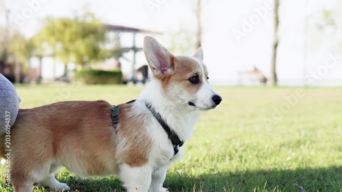 Playful Pembroke Welsh Corgi puppy walking outdoors on green grass. Trendy royal pet enjoying nature and lifestyle moments.