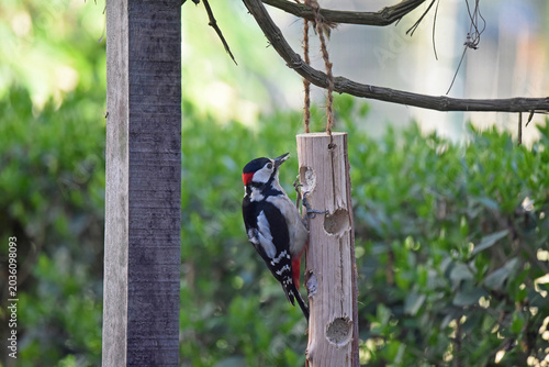 A male great spotted woodpecker bird, Dendrocopos major, hanging on a wooden bird feeder filled with fat sticks. 