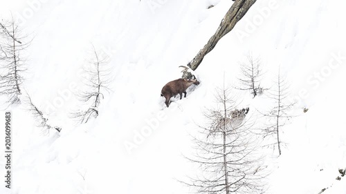 Alpine ibex male covered by snow (Capra ibex)