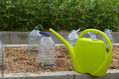 Sustainable gardening using recycled plastic bottles protecting plants