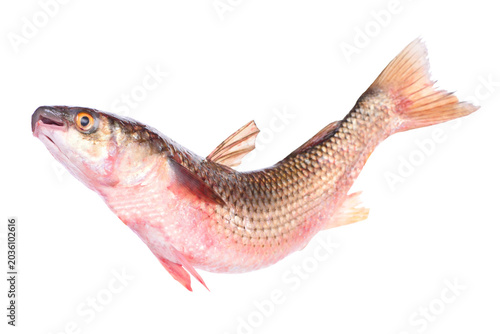 Fish Mullet or Haarder, isolated on white