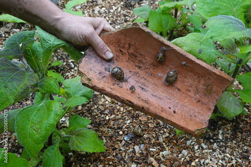 Foto Hand collecting snails from terra cotta tile