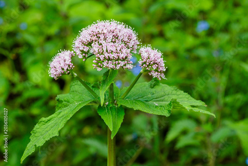 Photos Valeriana pyrenaica