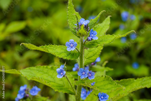 Pentaglottis sempervirens. Anchusa vulgaris or Ox's Tongue with blue flowers. Green alkanet.