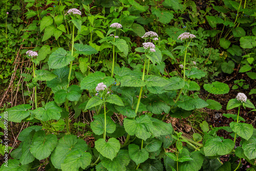 Plants with inflorescences of Valeriana pyrenaica.
