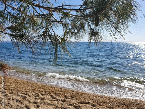 Sunny Pine Branch Overlooking Calm Blue Sea and Sandy Beach Shoreline on Clear Summer Day