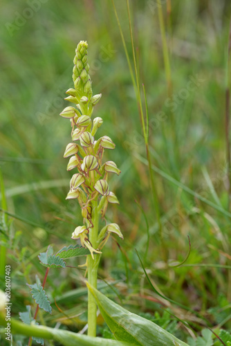 Closeup on an endangered Man Orchid, Orchis anthropophora at Viroin, Belgium