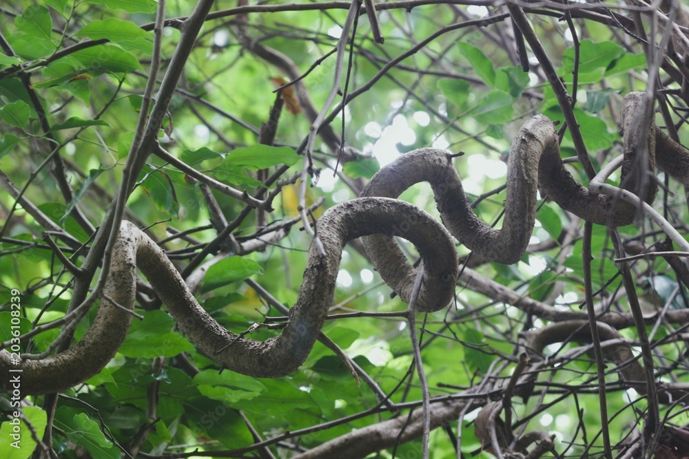 Obraz premium A gnarled jungle vine knots around the branches in a rainforest canopy