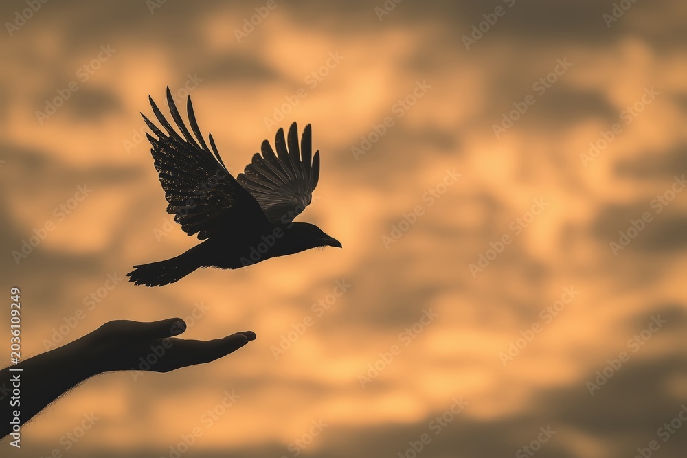 Fototapeta premium A silhouetted bird takes flight from an outstretched hand against a golden, cloudy sky at sunset.