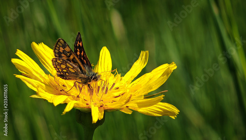 Foto Small skipper butterfly feeding on a bright yellow wildflower in a sunlit mountain meadow near Jávorkút in the Bükk Mountains, Hungary