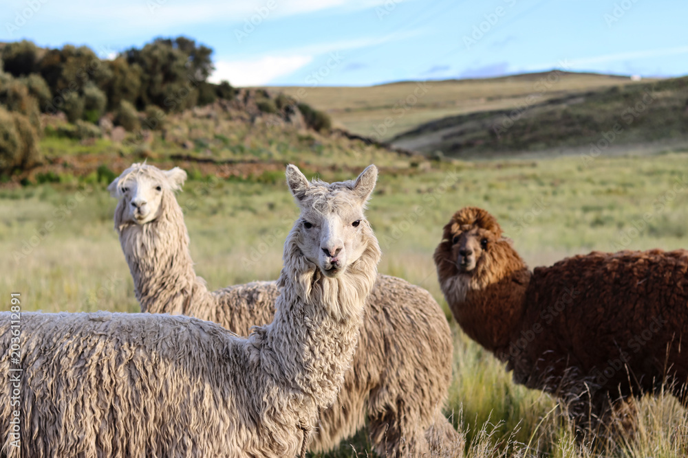 Obraz premium Group of white and brown alpacas grazing in a high Andean meadow