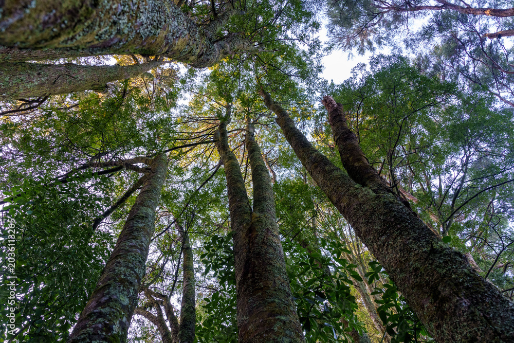 Fototapeta premium Sesquicentennial Walkway native New Zealand bush and trees.