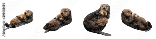 Sea Otter Mother and Pup: Four Isolated High-Quality Images Featuring Aquatic Wildlife Bonding, Protective Instincts, and Gentle Marine Animal Behavior on White Background