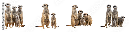Photography Group of Cute Meerkats: A Collection of Four Isolated Wildlife Images Showing So