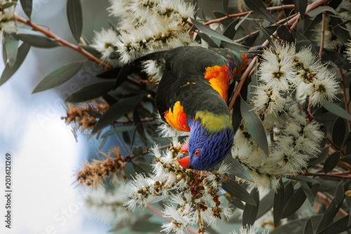 Fotografi Colorful Rainbow Lorikeet feeding head-down on white flowering eucalyptus blosso