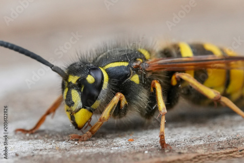 Принти на полотні Close up macro view of a yellow and black insect with antennae and fuzzy body on