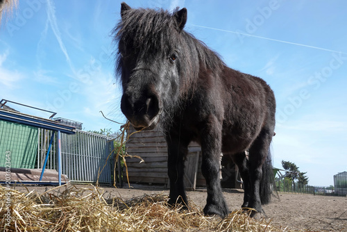 Close-up of a black pony stand on hay with bright blue sky in the background, a sunny outdoor scene
