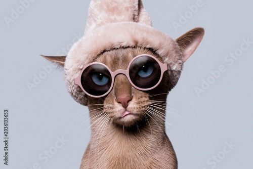 Domestic cat wearing a plush hat and round sunglasses looking at camera for festive season promotions  pet lifestyle advertising and humorous social media content