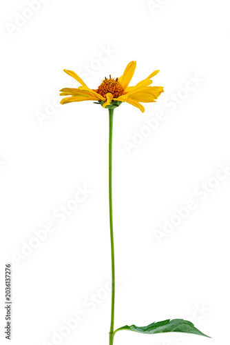 Sunflower flower isolated on a white background