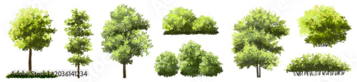 Vector watercolor tree or forest side view isolated on white background for landscape and architecture drawing,elements for environment or and garden,green tree for garden section