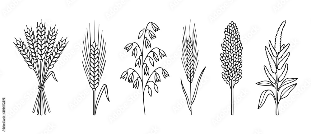 Obraz premium Wheat barley oats millet vector icon set featuring agricultural cereal grain stalks in outline style, isolated on white background, perfect for graphic design, farming logos, and organic food label.