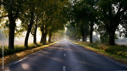 Soft morning light filters through the trees lining a scenic country road creating a tranquil and atmospheric landscape