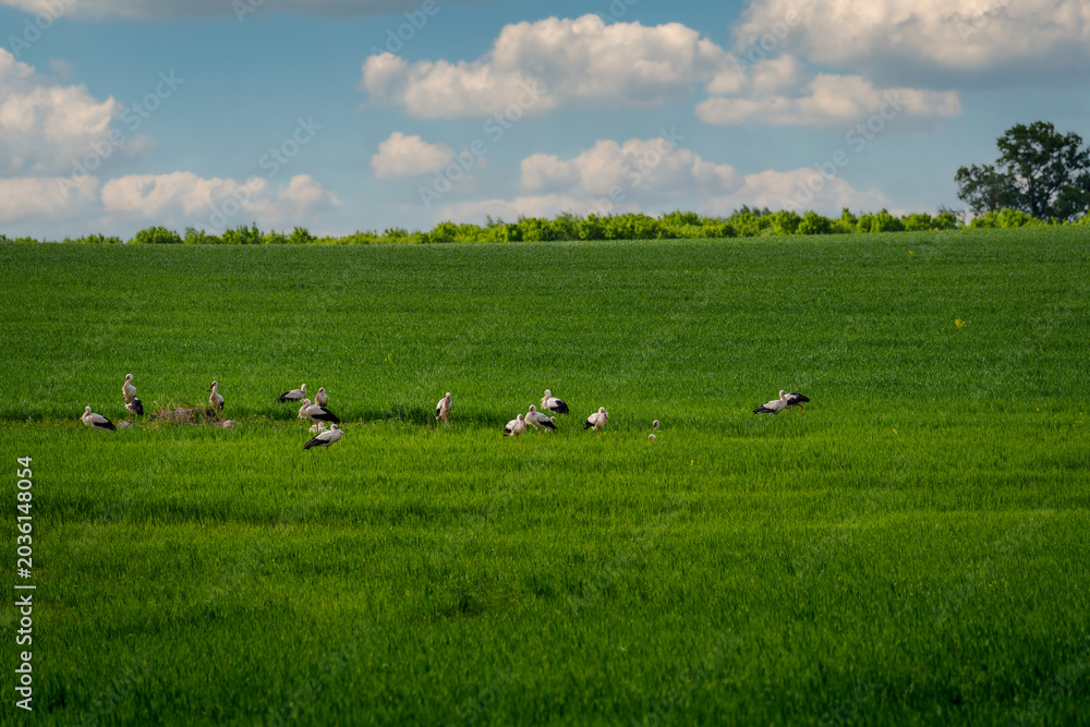 Obraz premium Resting of young storks returning from the South