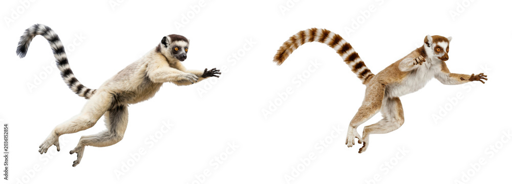 Fototapeta premium Two ringtailed lemurs jumping in the air isolated on transparent background