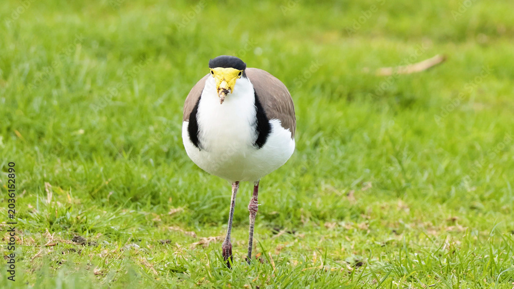 Fototapeta premium Masked Lapwing Bird Foraging on Green Grass in Australia