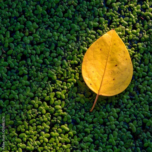 Yellow leaf on green aquatic plants