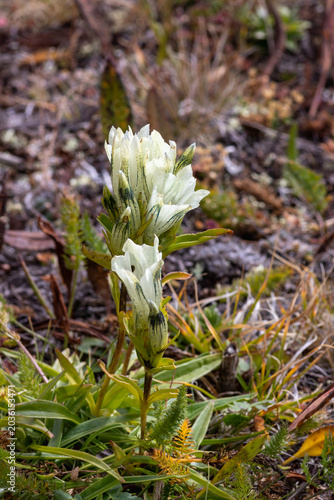 A closeup of Arctic Gentian flowers (Gentiana algida) in the Altai Mountains, Altai Republic, Russia