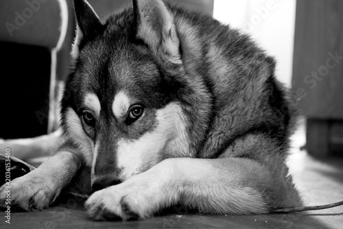 Foto Calmness.Wise loyal Siberian Laika Husky dog
