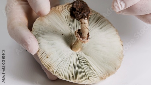 Photos Close-up of Gloved Hands Examining the Gills and Stalk of a Mushroom