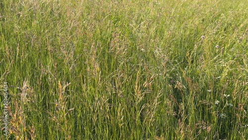 Bild auf Leinwand Lush Green Meadow with Tall Grass and Wildflowers in Summer Sunlight