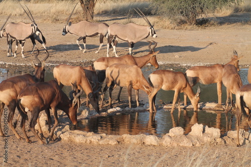 African Wildlife