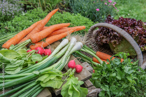 closeup on organic and bright vegetables  harvest in garden placed on  a plan...