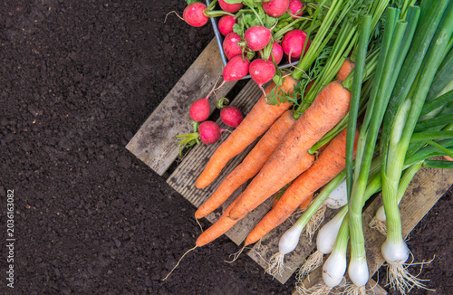 top view on bunch of organic carrots, oinions and radish harvest in garden an...