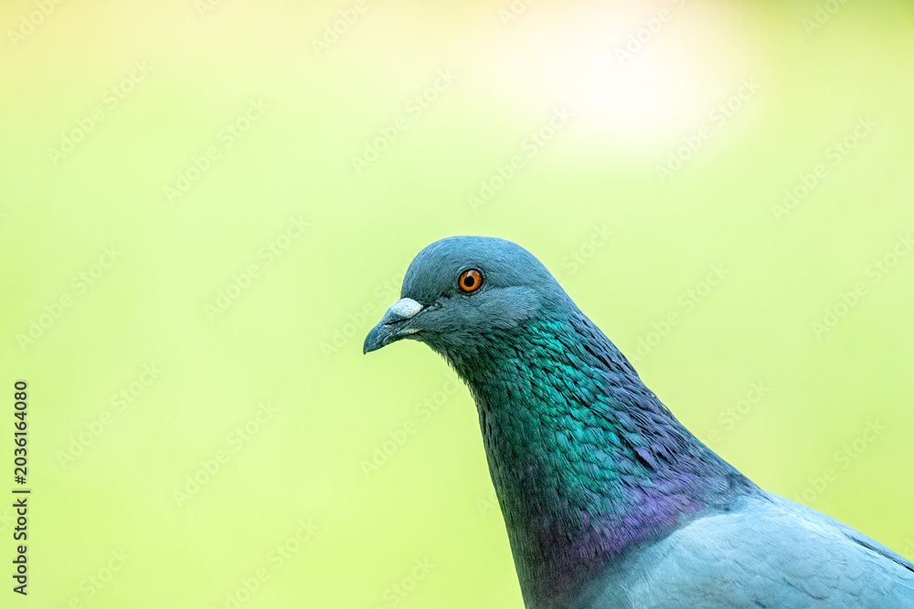 image to crop