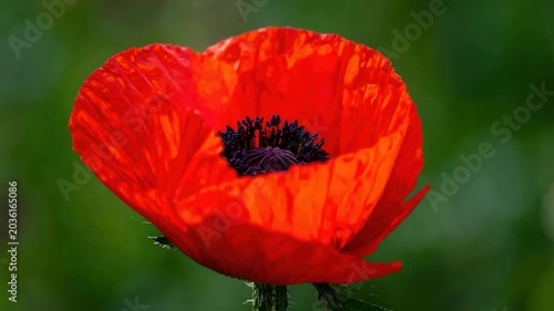 Vibrant red poppy flower in full bloom macro photography close-up detail with dark center