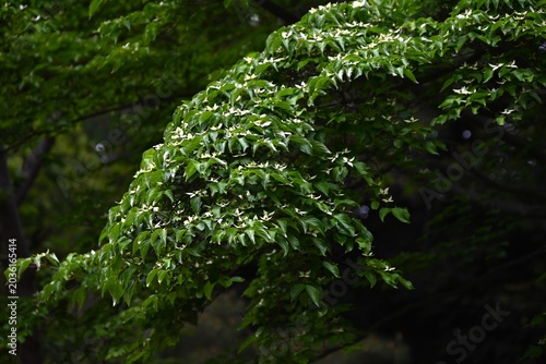 Tableau sur toile Japanese flowering dogwood flowers