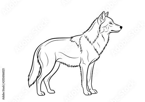 Detailed outline illustration of a majestic wolf standing alert, showcasing its powerful build and watchful gaze, presented in a clean, artistic sketch