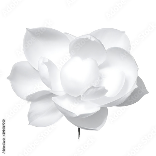 Isolated white magnolia flower with delicate petals, symbol of purity and beauty, perfect for design elements and natural themes