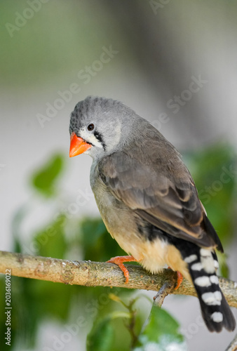 Portrait of a zebra finch. Bird in close-up. Taeniopygia castanotis.
