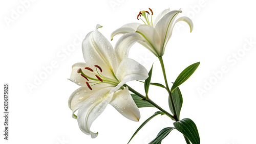 Valokuva Beautiful stalk of blooming white lily flowers stems isolated on transparent bac